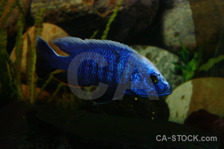 Fish animal green black blue.