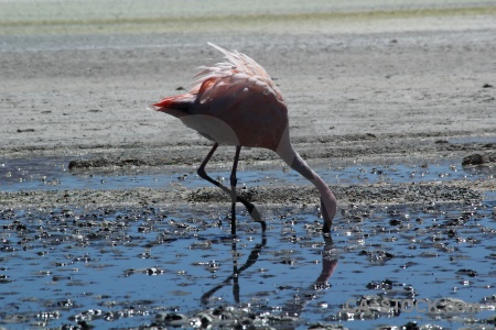 Flamingo bird water andes altitude.