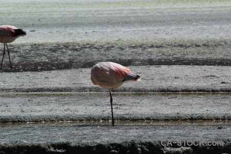 Flamingo bolivia bird andes south america.