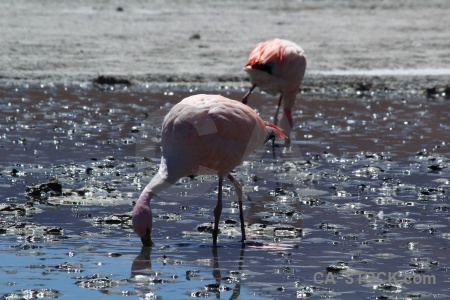 Flamingo bolivia water lake bird.