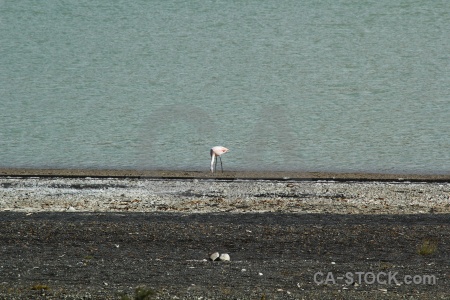 Flamingo chile lake water circuit trek.
