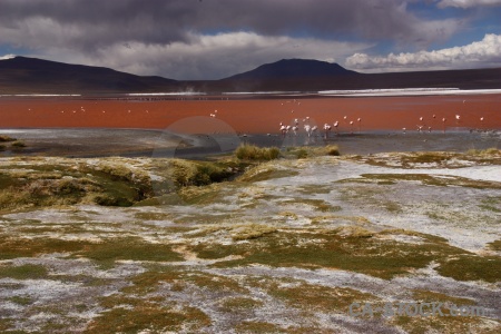 Flamingo lake mountain bird water.