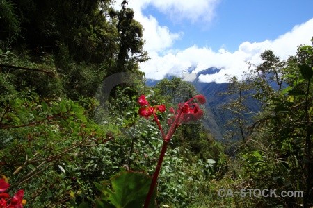 Flower andes plant altitude south america.