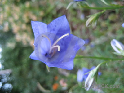 Flower green blue plant.