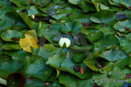 Flower green plant leaf lily.