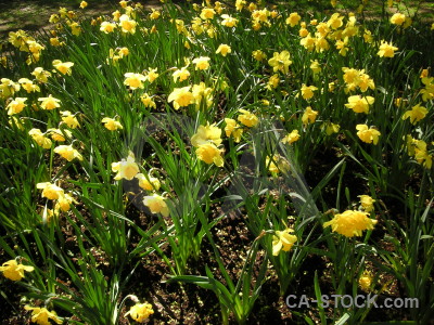 Flower green plant yellow.