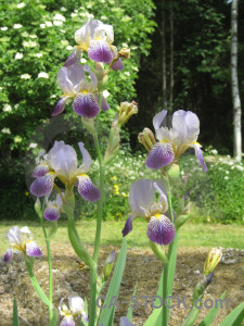 Flower iris plant green.