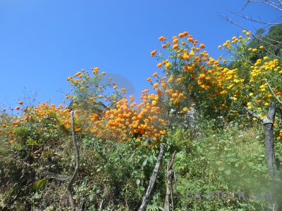 Flower nepal bush trek himalayan.
