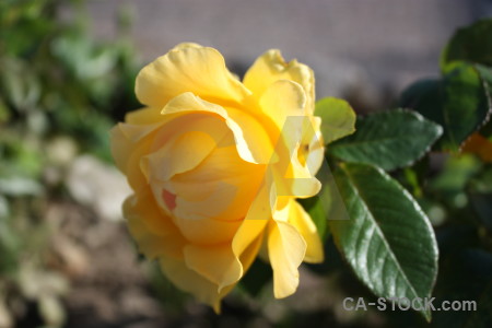Flower orange rose yellow plant.