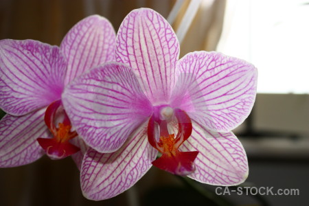 Flower orchid pink purple plant.