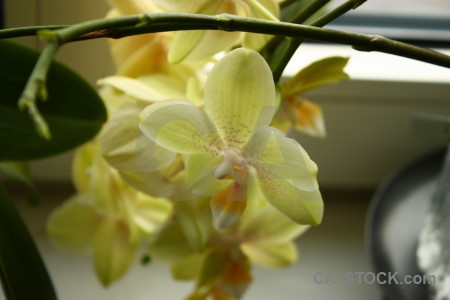 Flower orchid plant.