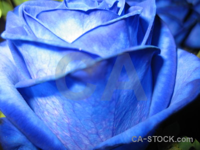 Flower plant blue rose.