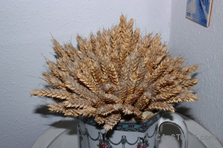 Flower plant brown dried.