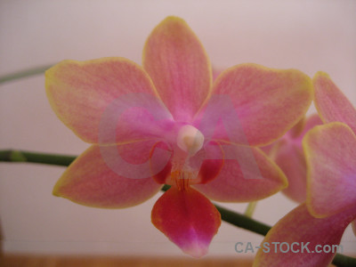 Flower plant orchid red pink.