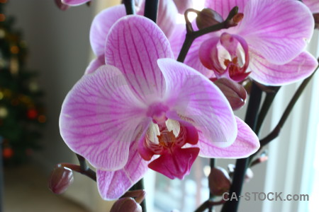 Flower plant purple orchid.