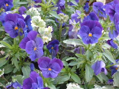 Flower purple blue plant green.