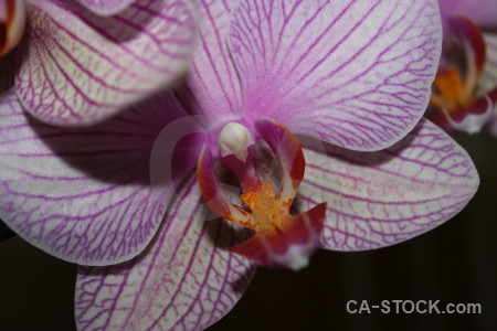 Flower purple plant orchid.