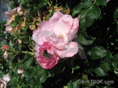 Flower rose pink green plant.