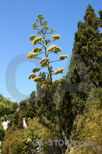 Flower sky javea green spain.