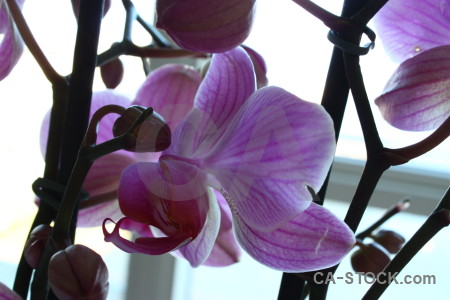Flower white orchid plant purple.