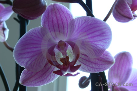 Flower white purple plant orchid.