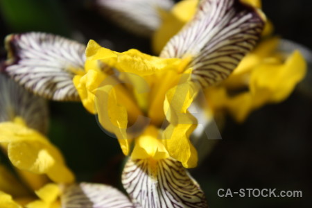 Flower yellow plant iris.