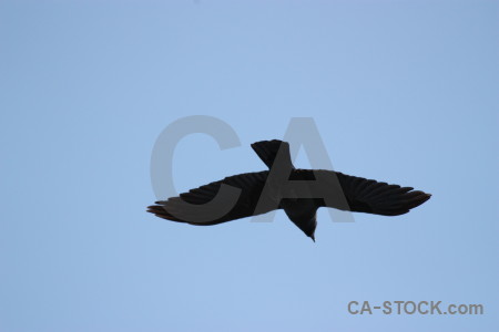 Flying animal bird jackdaw sky.