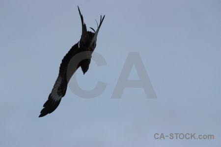 Flying animal bird sky.