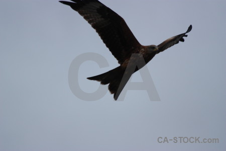 Flying animal sky bird.