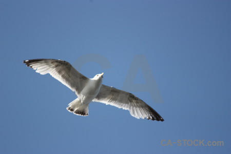 Flying animal sky seagull bird.