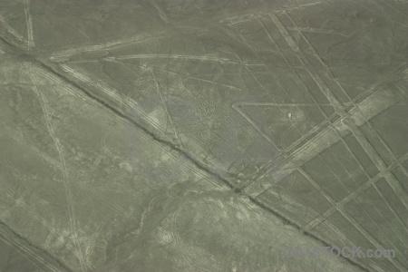 Flying insect geoglyph peru south america.