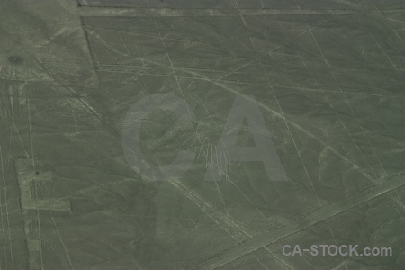 Flying nazca lines south america animal.