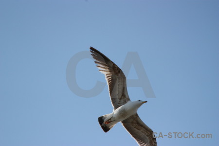 Flying seagull animal bird sky.