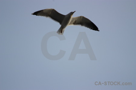 Flying seagull sky animal bird.