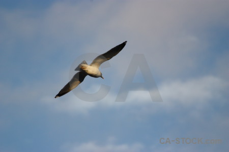 Flying sky bird animal seagull.