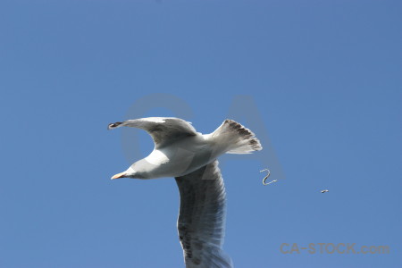 Flying sky seagull animal bird.