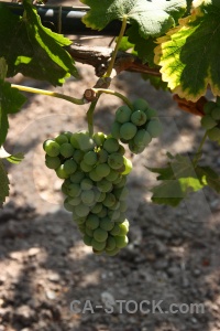 Food winery grape vine vineyard.