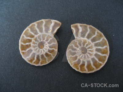 Fossil ammonite shell object.