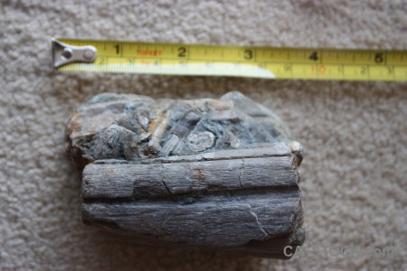 Fossil gray object.