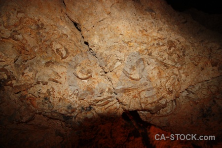 Fossil javea benidoleig rock cueva de las calaveras.