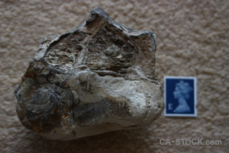 Fossil object.