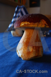 Fungus blue mushroom brown toadstool.