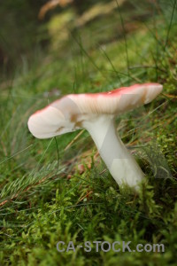 Fungus green toadstool mushroom.