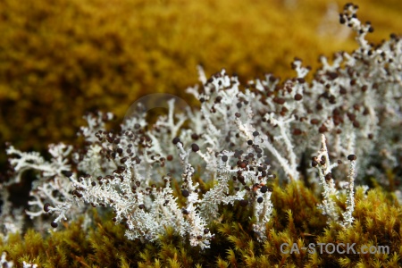 Fungus moss stone plant rock.