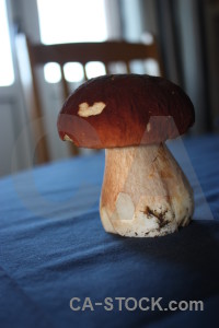Fungus mushroom toadstool blue.