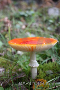 Fungus orange toadstool green mushroom.