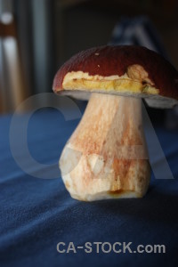 Fungus toadstool blue mushroom.