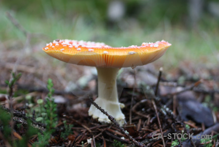 Fungus toadstool green mushroom.