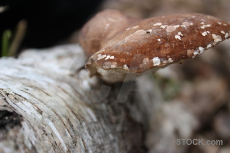 Fungus toadstool mushroom.