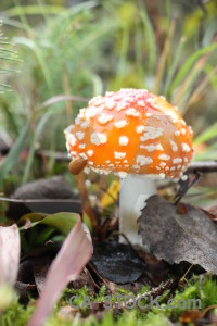 Fungus toadstool mushroom orange green.